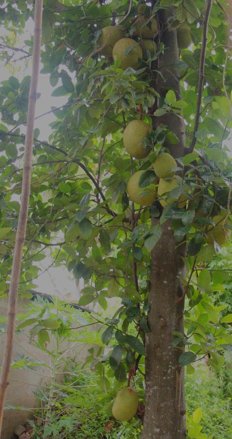 Coco Home نيجومبو المظهر الخارجي الصورة